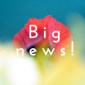 big news-poppy